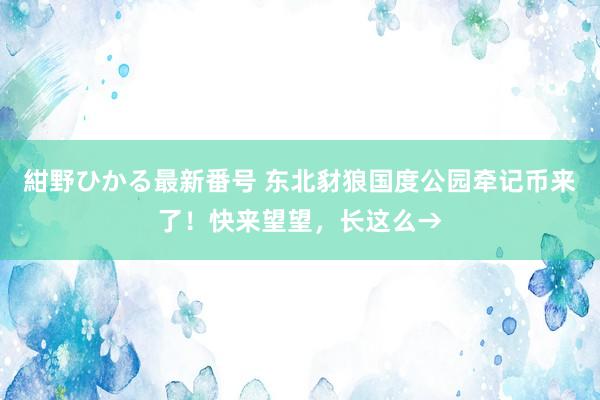 紺野ひかる最新番号 东北豺狼国度公园牵记币来了！快来望望，长这么→